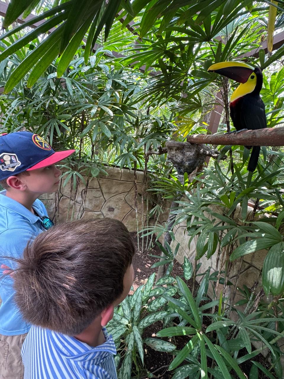 Caleb finally spotting his toucan at Diamante