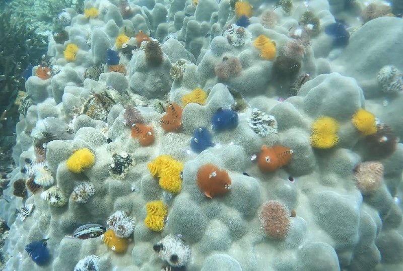 Christmas Tree Worms in Coral