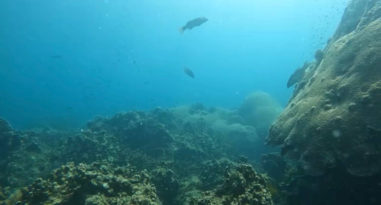 Coral Reef