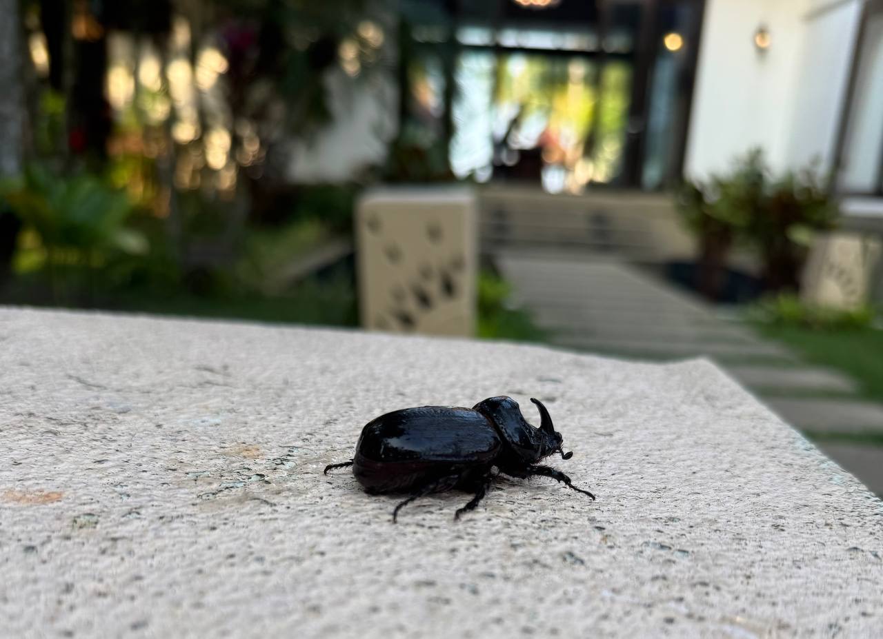 Close up of a large black Rhino Beetle on a stone surface