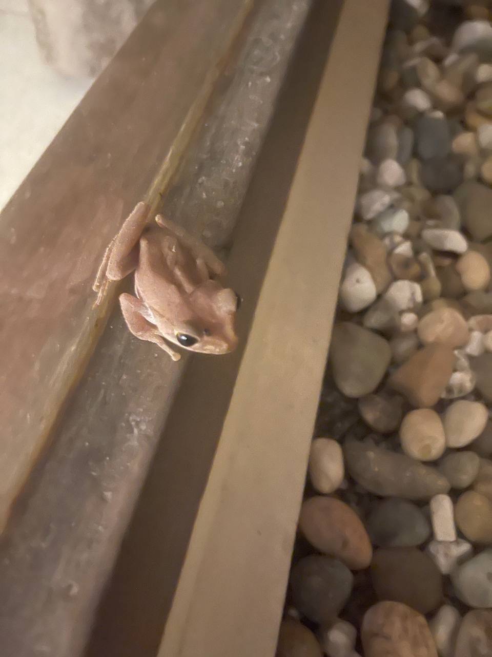Common Tree Frog on window ledge