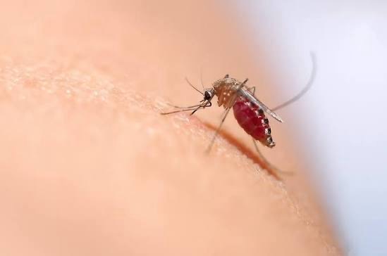Mosquito biting skin close up