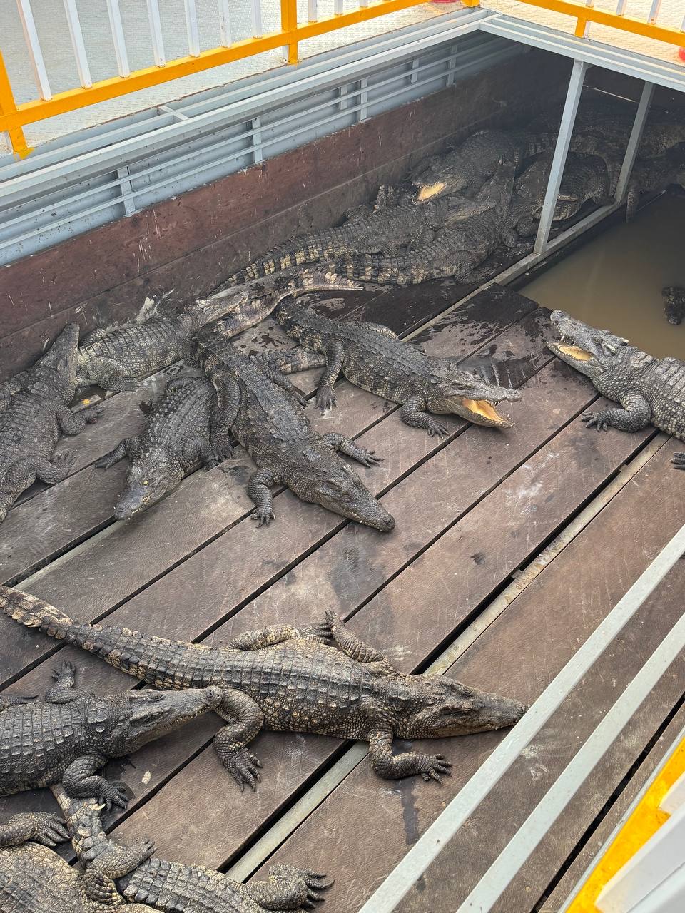 Crocodile Farm
